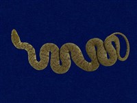 藏品(赤腹游蛇)的圖片